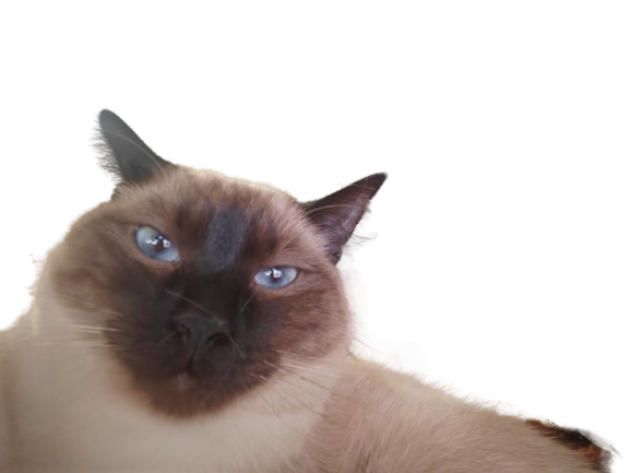 Minou